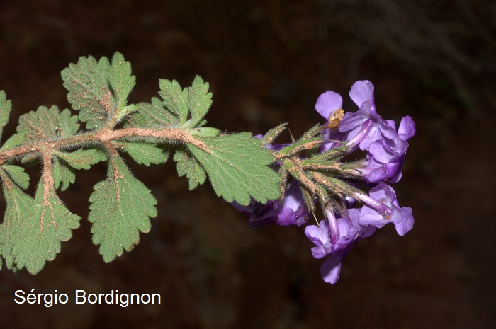 Glandularia marrubioides