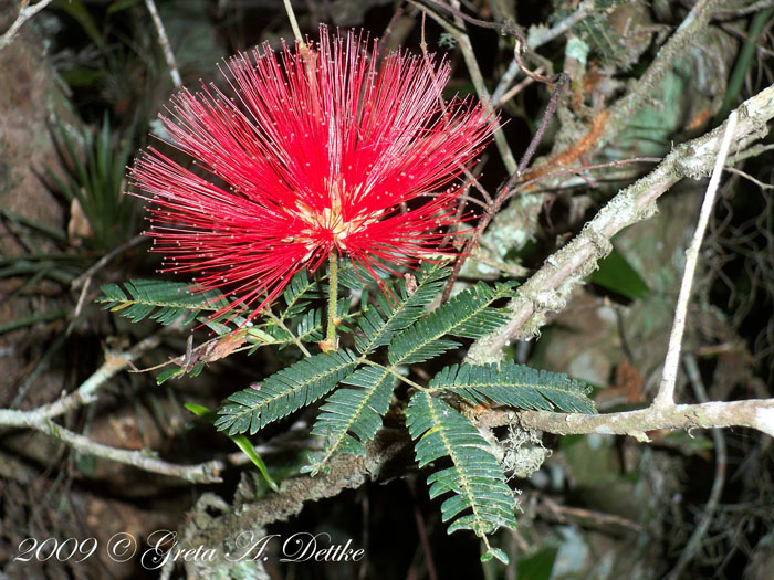 Calliandra tweedii