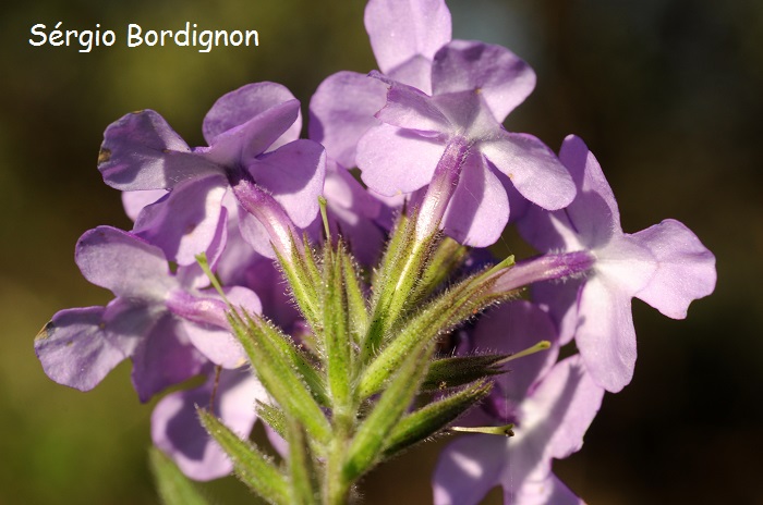 Glandularia marrubioides