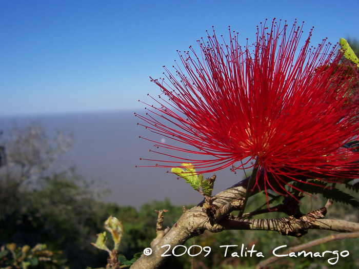 Calliandra tweedii