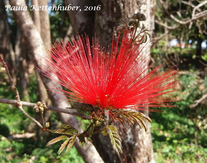 Calliandra tweedii