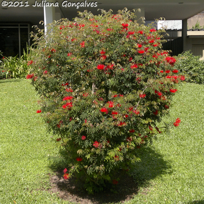 Calliandra tweedii