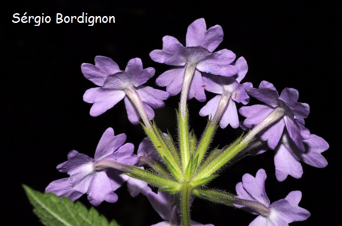 Glandularia phlogiflora