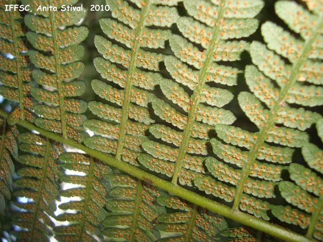 Cyathea phalerata