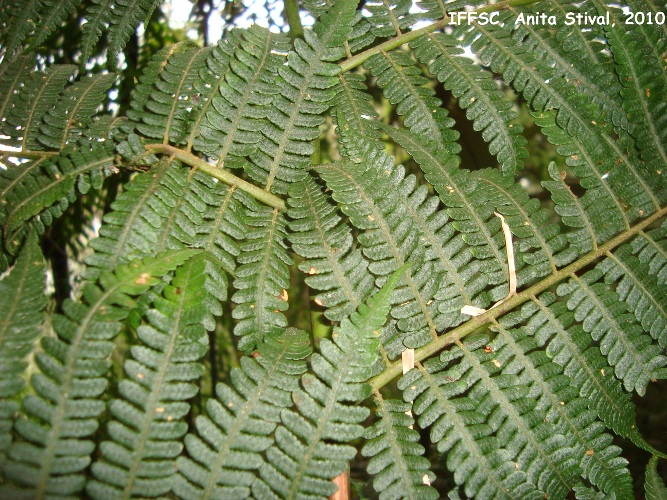 Cyathea phalerata