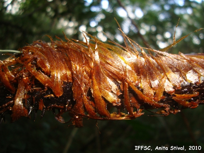 Cyathea phalerata