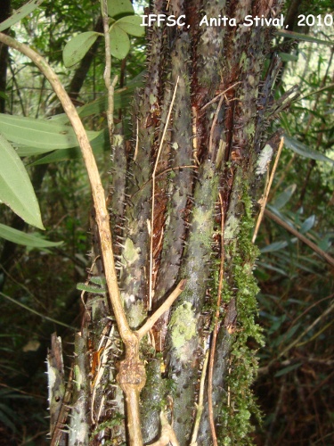 Cyathea phalerata