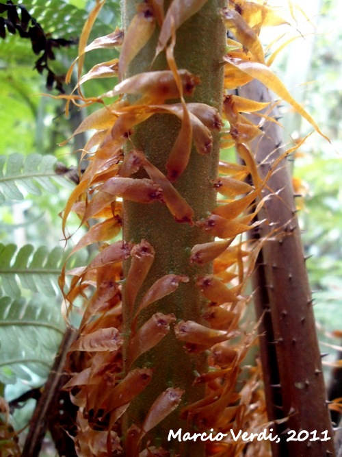 Cyathea phalerata