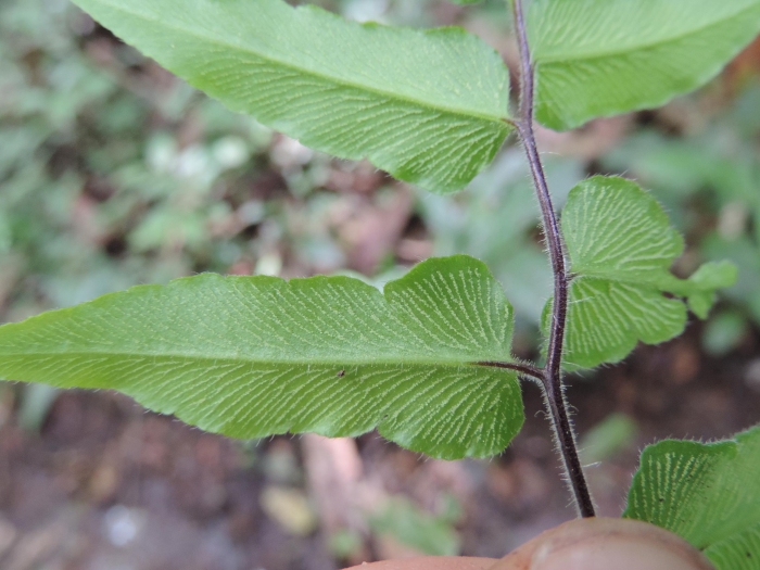 Hemionitis tomentosa