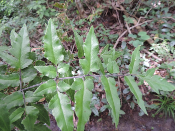 Hemionitis tomentosa
