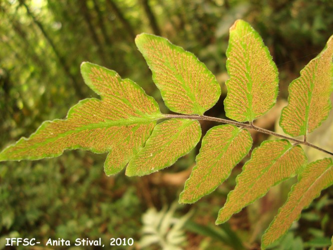 Hemionitis tomentosa