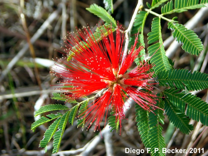 Calliandra tweedii