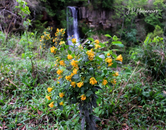 Cestrum corymbosum