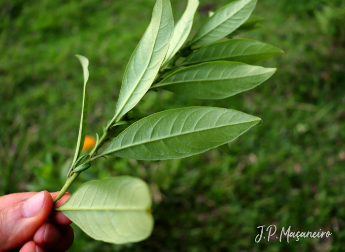 Cestrum corymbosum