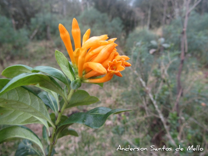 Cestrum corymbosum