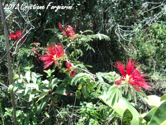 Calliandra tweedii