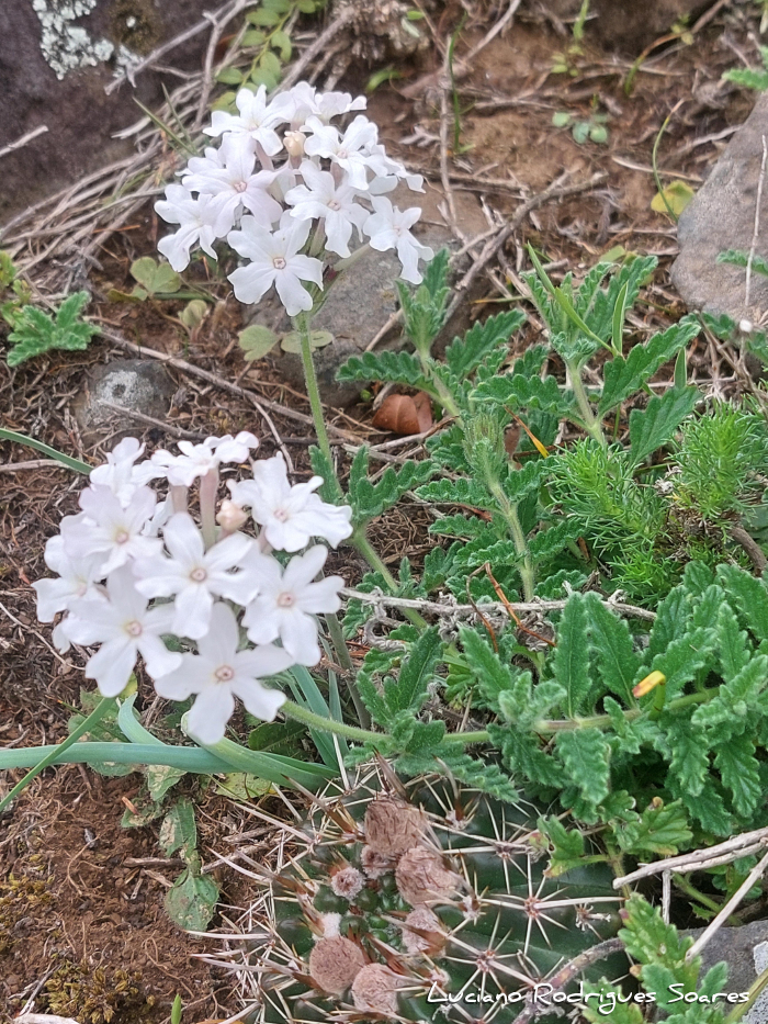 Glandularia platensis