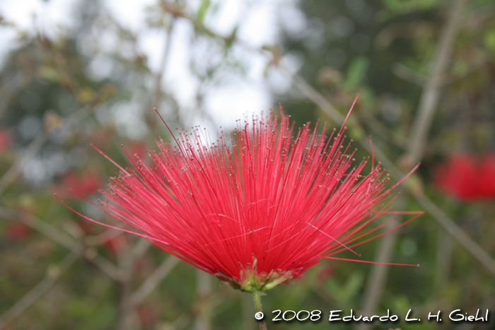 Calliandra tweedii