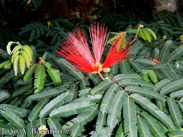 Calliandra tweedii