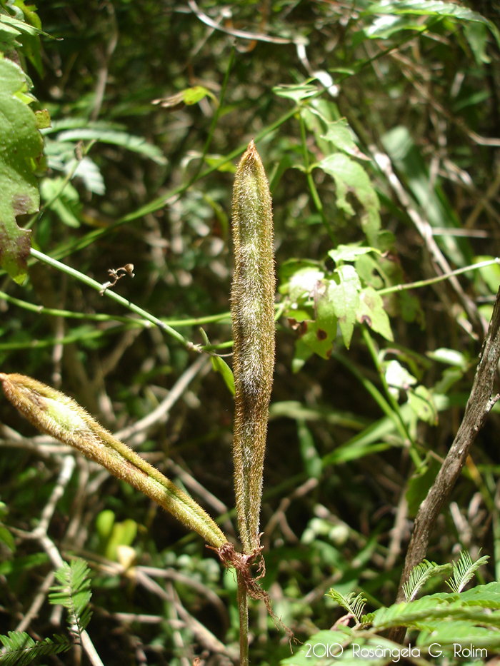 Calliandra tweedii