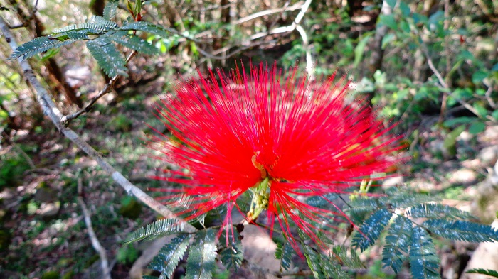 Calliandra tweedii