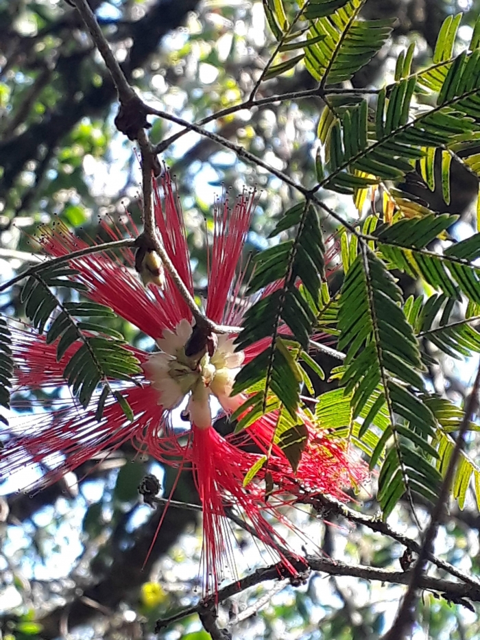 Calliandra tweedii