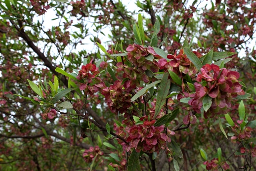 Dodonaea viscosa