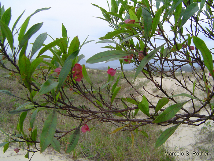 Dodonaea viscosa