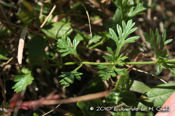 Glandularia selloi