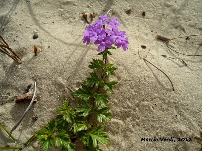 Glandularia selloi