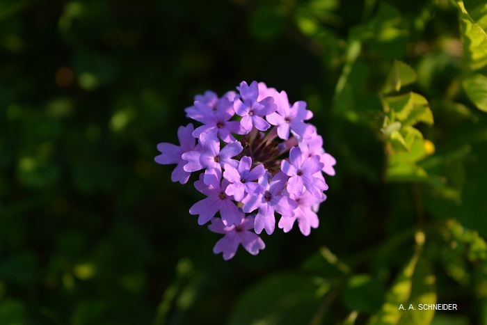 Glandularia selloi