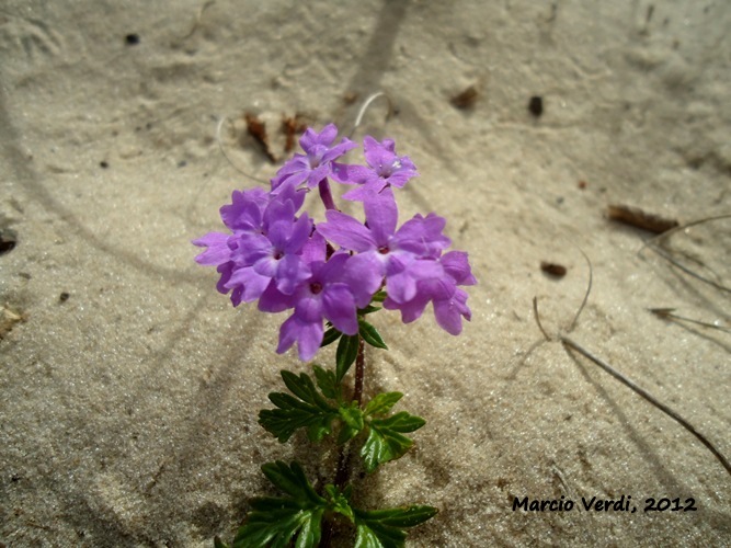 Glandularia selloi