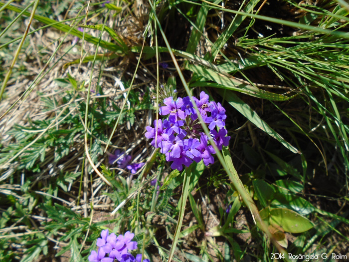 Glandularia selloi