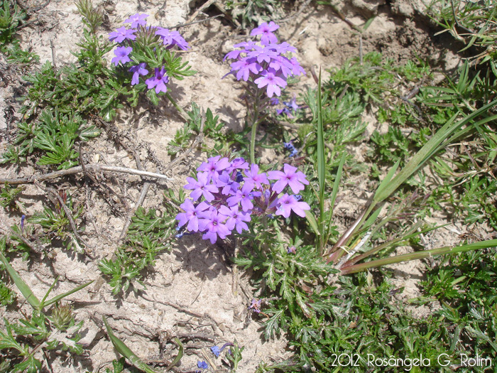 Glandularia selloi