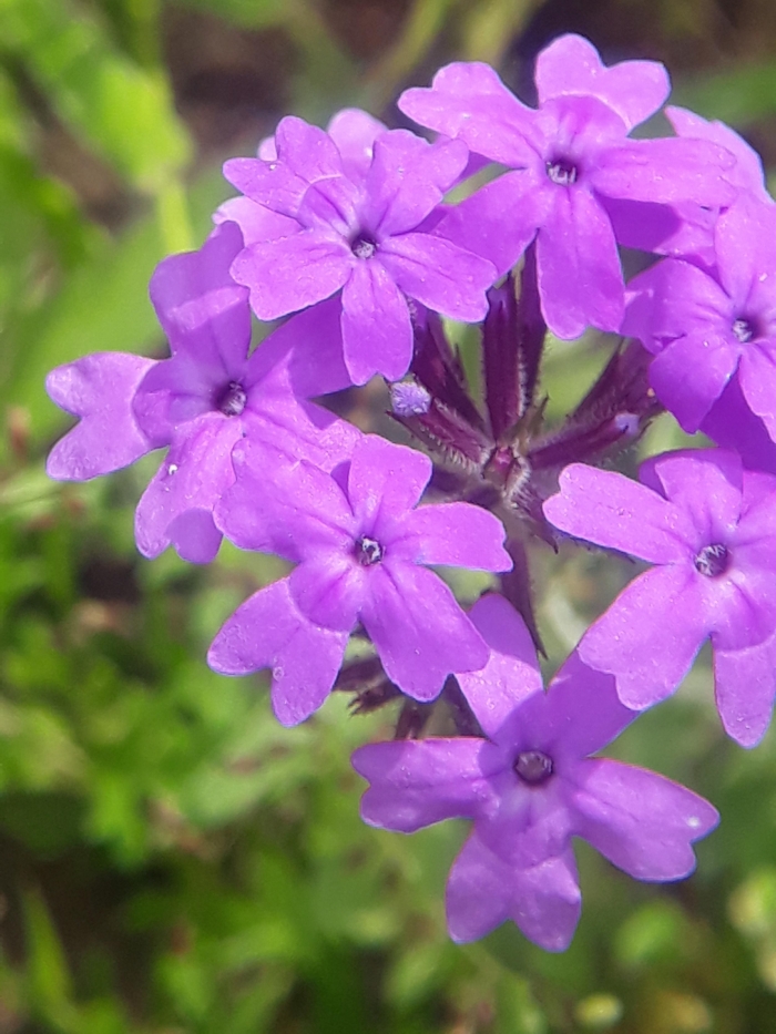 Glandularia selloi