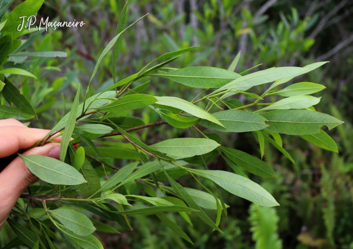 Dodonaea viscosa