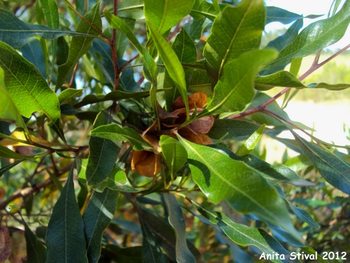 Dodonaea viscosa