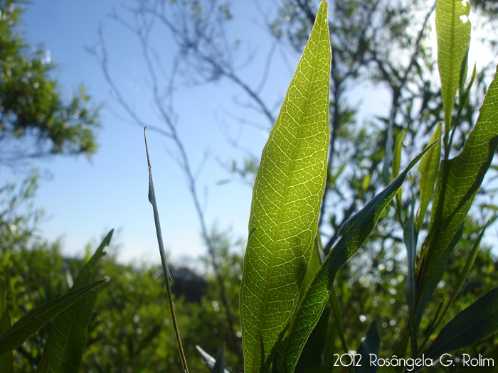 Dodonaea viscosa