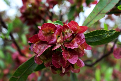 Dodonaea viscosa