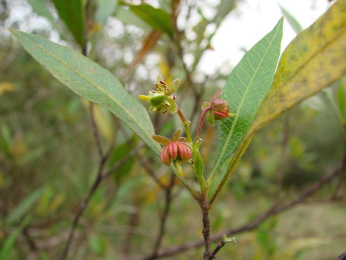 Dodonaea viscosa