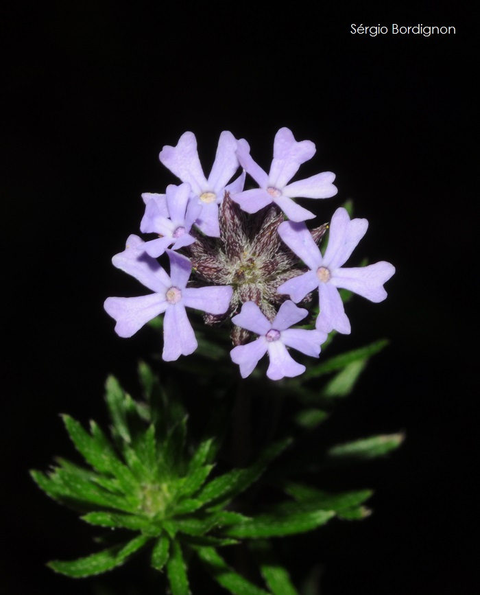 Glandularia thymoides