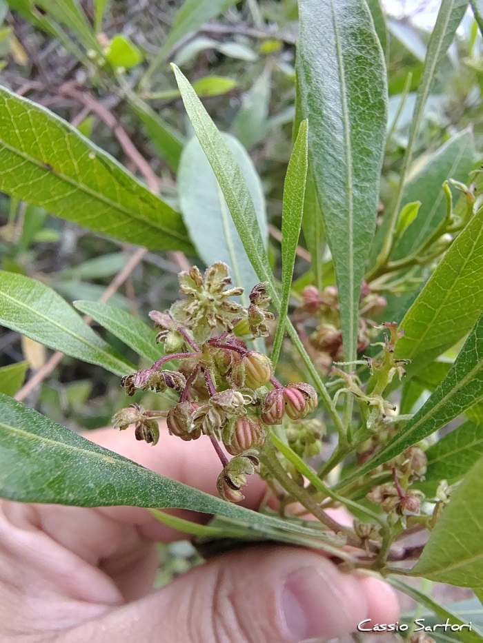Dodonaea viscosa