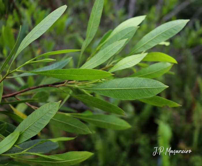 Dodonaea viscosa