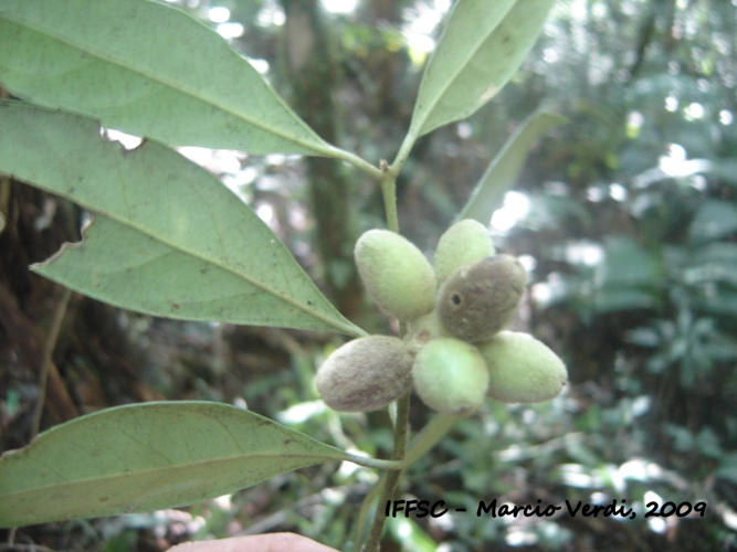 Mollinedia uleana