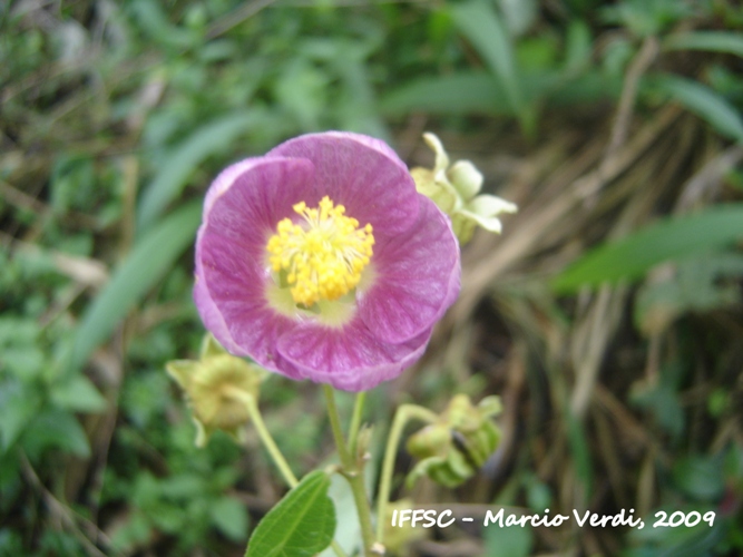 Abutilon rufinerve