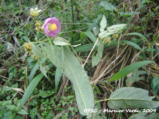 Abutilon rufinerve