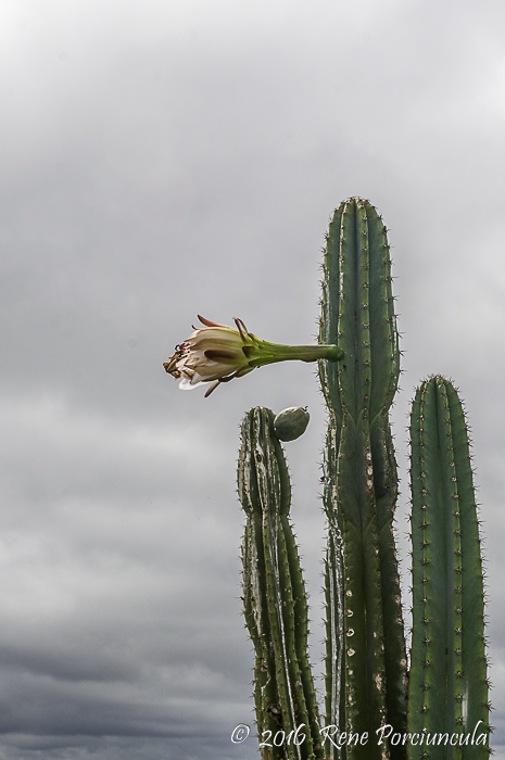 Cereus alacriportanus