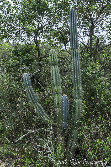 Cereus alacriportanus