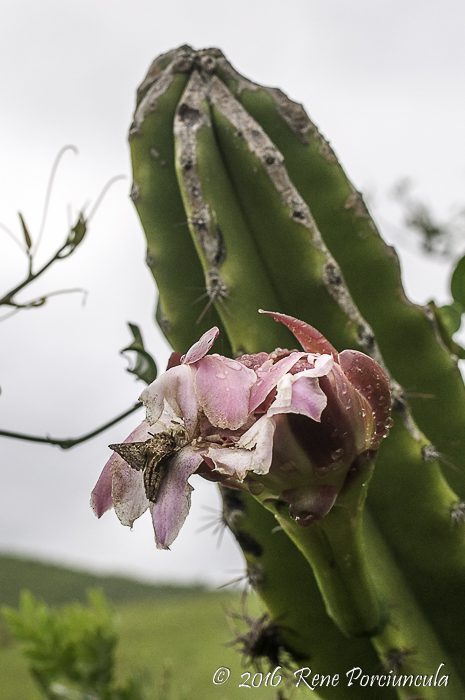 Cereus alacriportanus