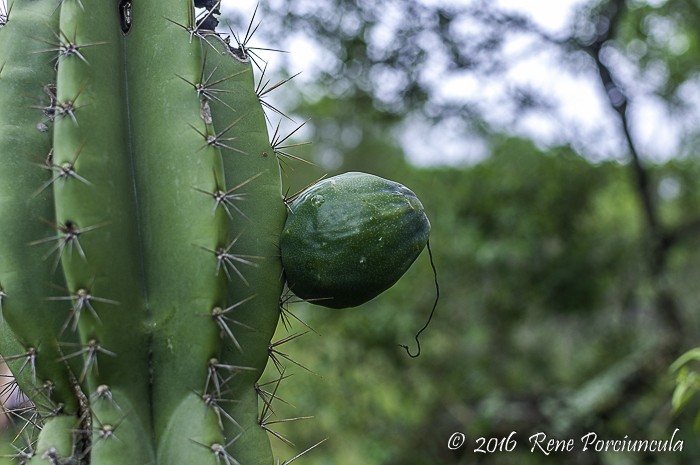 Cereus alacriportanus